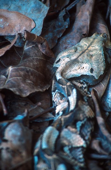 Gaboon Adder