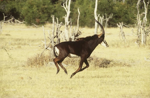 Sable running