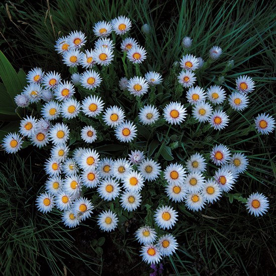 EVERLASTINGS (HELICHRYSUM ECKLONIS)