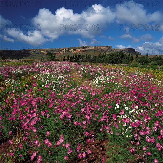 COSMOS BLOOMS