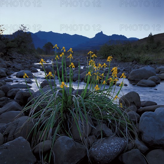 GOLDEN VLEI IRIS