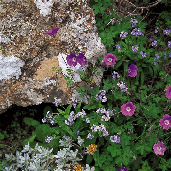 WILD FLOWERS