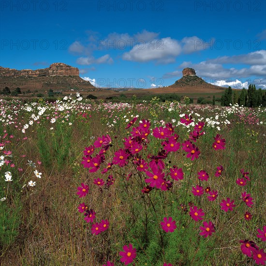 COSMOS BLOOMS