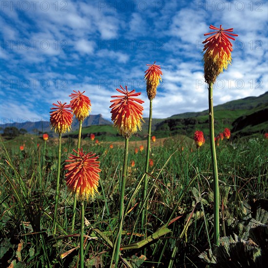 Red-hot pokers