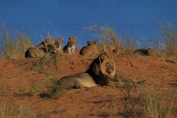 LION AND CUBS