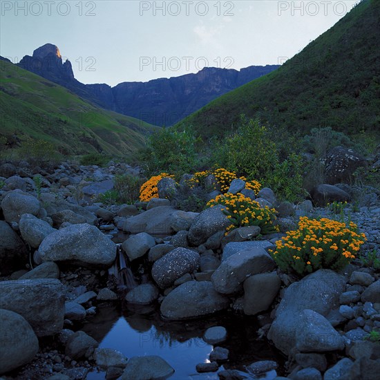 Wild flowers