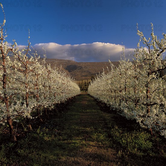 FRUIT TREE BLOSSOMS