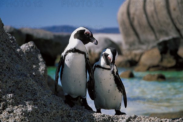 PENQUINS AT BOULDERS BEACH