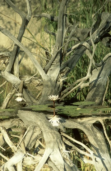 Okavango Reflection
\n