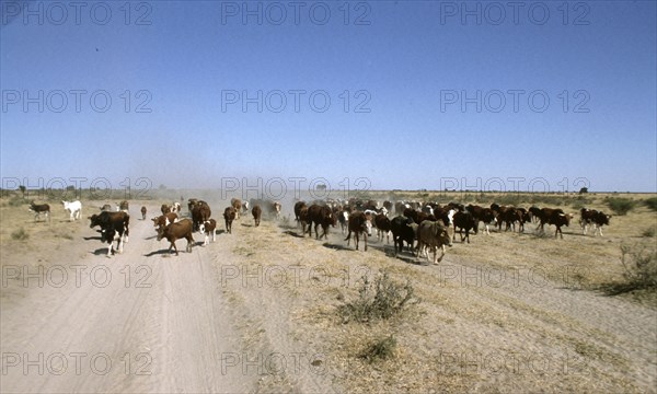 Cattle Grazing
\n