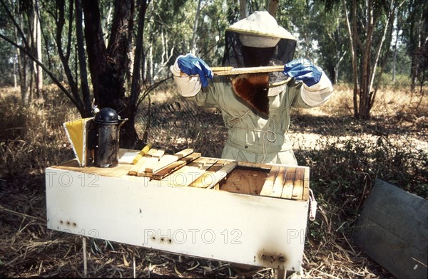 Bee Keeper
\nBee Hives
\n