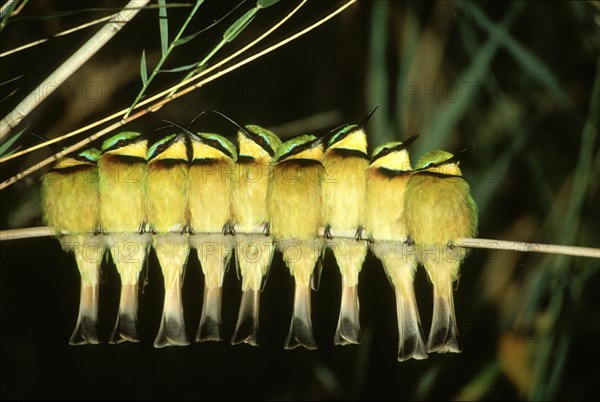 Little Bee-eaters.Shakawe\n