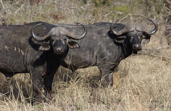 Buffalo
\n