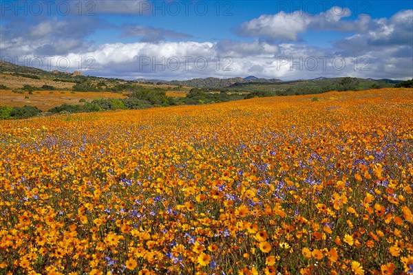 SPRING IN NAMAQUALAND