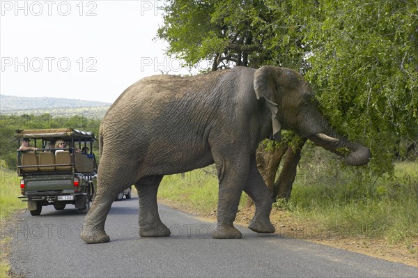 De la Harpe, Touristes et éléphant