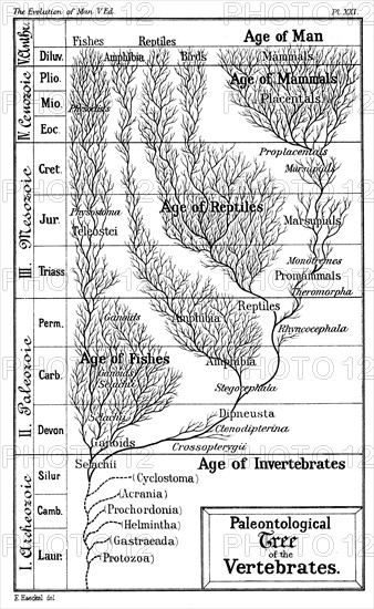 Représentation de l'arbre paléontologique des vertébrés