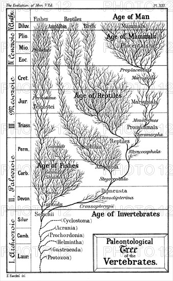 Paleontological tree of vertebrates. From Ernst Haeckel"'The Evolution of Man", fifth edition, London, 1910