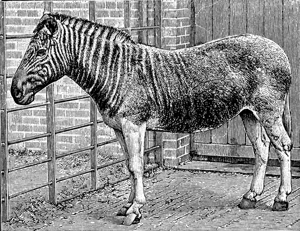 Quagga. 1870