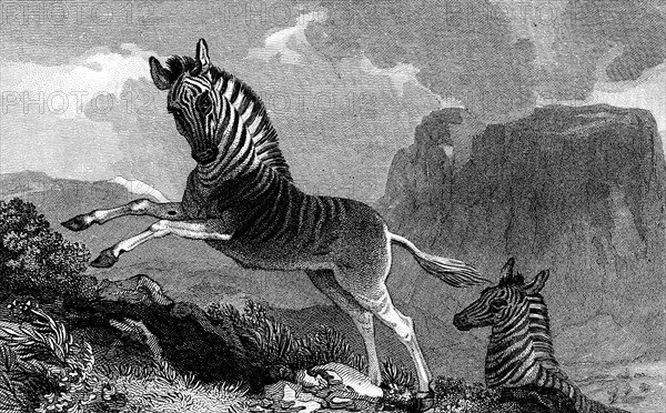 Quagga. 1815