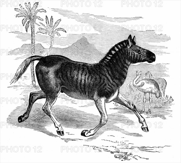 Quagga.1884