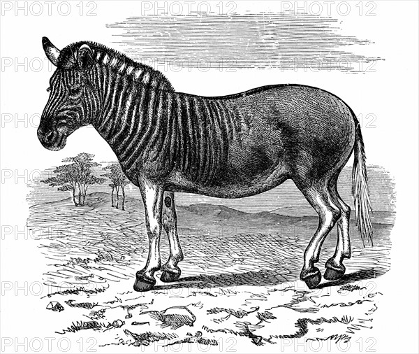 Quagga. 1893