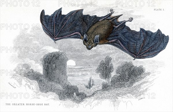 Engraving showing a Greater Horseshoe Bat, published in 1838