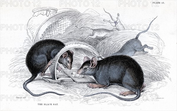 Gravure représentant un rat noir, responsable de la peste, pris dans un piège, publiée en 1838