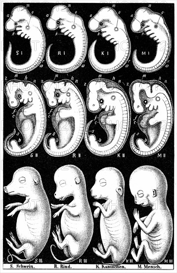 Comparaison de Haeckel des embryons d'un cochon, d'une vache, d'un lapin et d'un homme, 1910