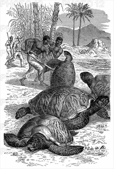 Engraving showing Green (Edible) Turtles - Chelonia mydas