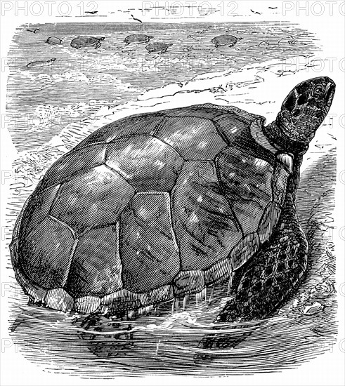 Engraving showing Green  Turtle (Edible) - Chelonia mydas