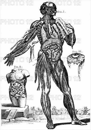 Plate showing muscles and contents of the abdomem