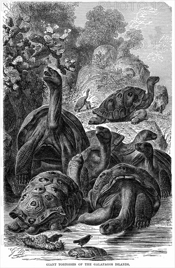 Tortues geantes des iles Galapagos etudiees par Darwin