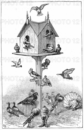 Engraving showing Pigeons used by Charles Darwin, during his work on his theory of descent