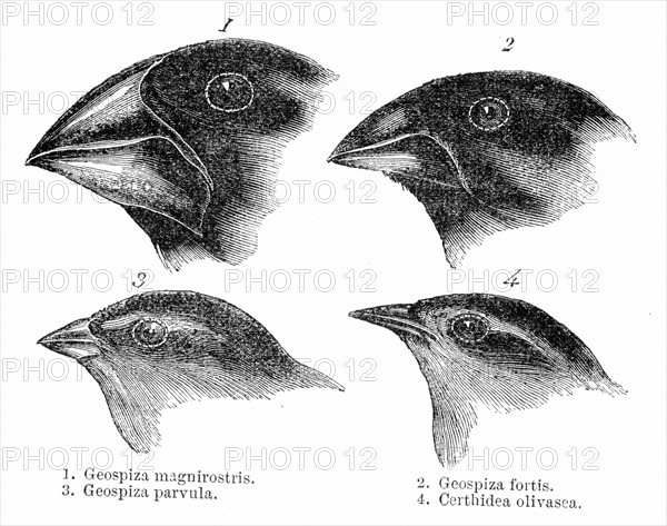 Fringillides etudies par Darwin