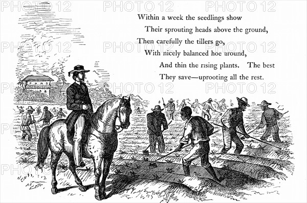 Esclaves noirs desherbant un champ de coton sous la surveillance d'un contremaitre blanc a cheval dans le sud des Etats-Unis