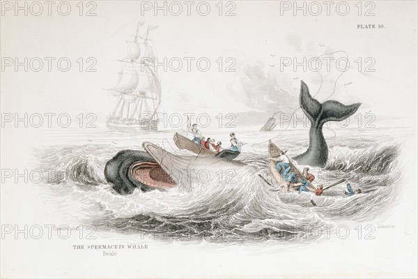 Engraving showing fishermen harpooning a Sperm Whale