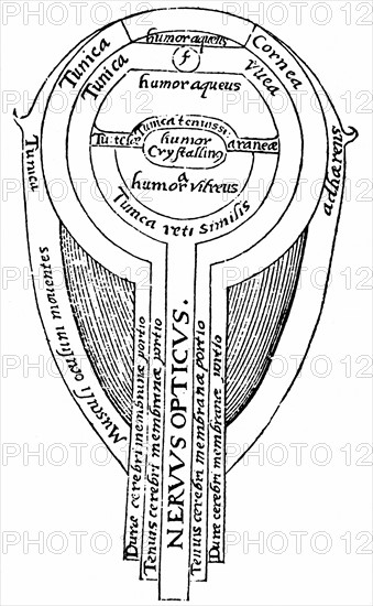 Anatomie de l'oeil