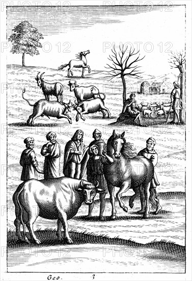 Moutons, vaches, chevaux et chèvres