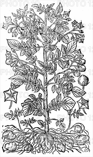 La Pomme de Terre (Solanum tuberosum) provenant d'Amérique, introduite en Europe au 16e siècle, culture alimentaire principale à la fin du 17e siècle