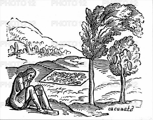 16th century woodcut showing cocoa bush