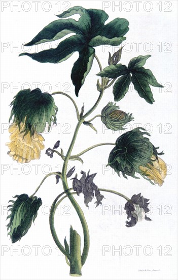 Cotton - Gossypium: different varieties formed basis of cotton production in widespread parts of the world, including India, China, Egypt, America