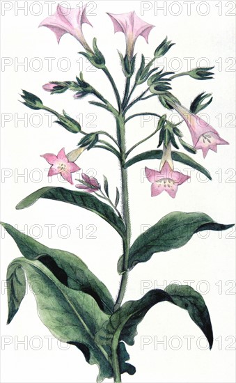 Tobacco: Nicotiana tabacum