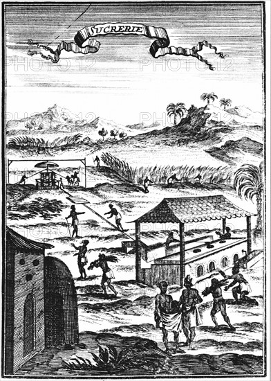 Sugar factory and plantation in the West Indies