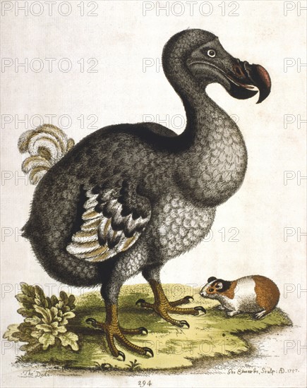 Dodo