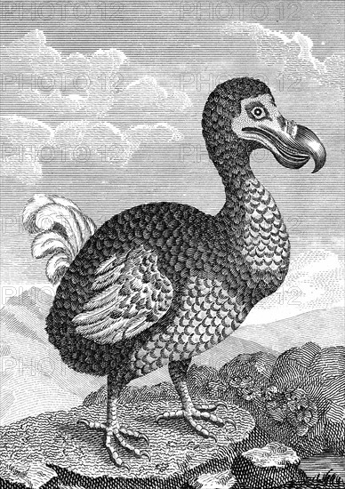 Dodo