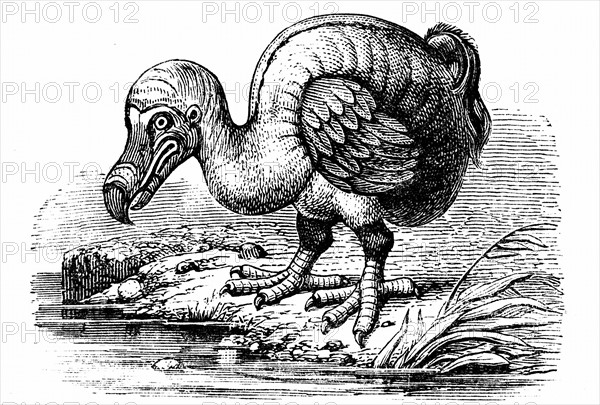 Dodo