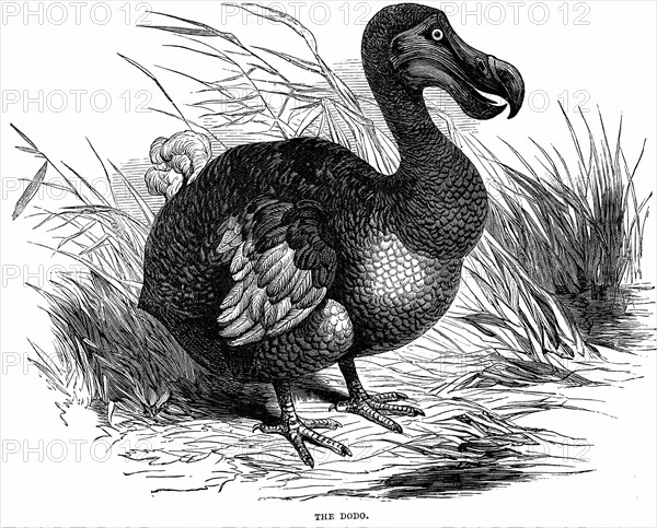 Dodo