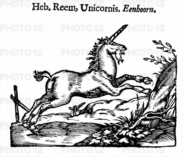 Unicorn