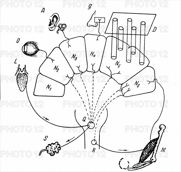 Diagram of Pavlov's findings on conditioned salivary reflex