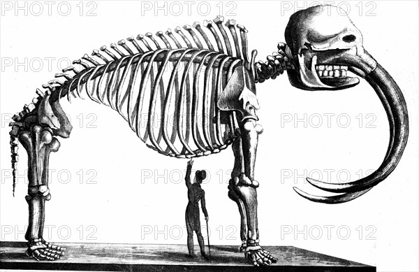 Skeleton of Mammoth discovered in 1817